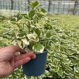 Plectranthus 'Variegata' grün-weiß, Topf -Ø 12 cm, 6er-Set