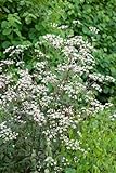 Anthriscus sylvestris 'Ravenswing' P1 - Wiesenkerbel, Dunkellaubig, Winterhart, Zierpflanze für Garten & Beet
