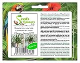 Stk - 10x Beaucarnea recurvata Elefantenfuß Garten Pflanzen - Samen B777 - Seeds & Plants Shop by Ipsa