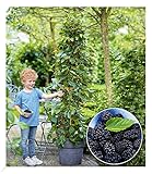 BALDUR Garten Maulbeere 'BonBon Berry®', 1 Pflanze, Morus rotundiloba, Mojobeere, Beerenobst, selbstfruchtend, trägt im ersten Jahr Früchte, winterhart, mehrjährig
