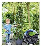 BALDUR Garten Maulbeere 'BonBon Berry®', 1 Pflanze, Morus rotundiloba, Mojobeere, Beerenobst, selbstfruchtend, trägt im ersten Jahr Früchte, winterhart, mehrjährig