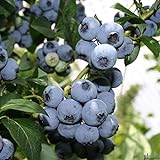2er Set Heidelbeere 40-60 cm Goldtraube Heidelbeeren winterhart Blaubeere Vaccinium corymbosum große Früchte reichtragend