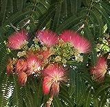 Rosa Seidenakazie - Schlafbaum 40-60cm - Albizia julibrissin - Gartenpflanze
