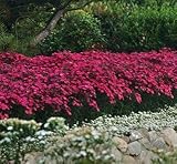 Heidenelke 100 Samen (Dianthus deltoides) Teppichbildende Staude mit rot Blüten,