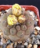 PLAT FIRM GERMINATIONSAMEN: Copiapoa hypogaea barquitensis Cactus Cacti Sukkulente Wirklich Lebende Pflanze