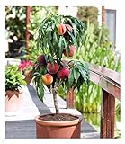 BALDUR Garten Zwerg-Pfirsich 'Bonanza', 1 Pflanze, köstliche - rote essbare Früchte Pfirsichbaum, Zwergform, duftende Blüten, winterhart, Prunus persica