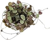 Fangblatt - Ceropegia woodii Leuchterblume - Ø 8,5 cm Topf, ca. 30 cm lang - hängende Zimmerpflanze - String of Hearts