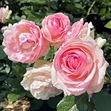 Strauchrose Eden Rose® Rosen-Blüten zweifarbig Rosa-Weiß - Nostalgische Weltrose angenehmer Duft, robust, aufrechter Wuchs ? Winterharte Rose von Garten Schlüter - Pflanzen in Top Qualität