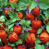 6 x Lampionblume - Physalis Alkekengi Franchetii Topf 9x9cm: Dekorative Früchte für sonnige Standorte
