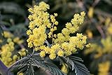 Silber-Akazie (Acacia dealbata) 20 Samen -Falsche Mimose-