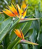 BALDUR Garten Paradiesvogel-Blume Strelitzie, 1 Pflanze, Strelitzia reginae, blühende Zimmerpflanze, mehrjährig - frostfrei halten, pflegeleicht, Wasserbedarf gering, blühend