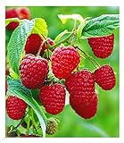 BALDUR Garten Himbeeren TwoTimer® Sugana®, 1 Pflanze, Rubus idaeus, 2x Ernte im Jahr, volle Erträge, Himbeerpflanze, essbare Früchte, winterhart, pflegeleicht