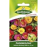 Quedlinburger Saatgut Portulakröschen, Einfachblühende Supermischung Samen