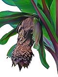 Zierbanane (Ensete ventricosum) **Frosthart und robust**