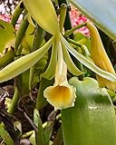 PLATFIRM Keim Seeds: 30 Vanilla Orchid Seeds (Vanila Planifolia)