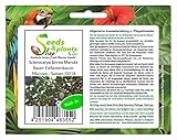 Stk - 3x Sclerocarya birrea Marula Baum Elefantenbaum Pflanzen - Samen ID218 - Seeds & Plants Shop by Ipsa