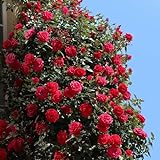 Kletterrose Red Flame in Rot - Kletter-Rose winterhart, stark duftend - Pflanze für Rankhilfe im 5 Liter Container von Garten Schlüter - Pflanzen in Top Qualität