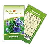 Natternkopf blau Samen - Echium plantagineum - Natternkopfsamen - Blumensamen - Saatgut für 15 Pflanzen
