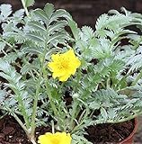 Gänsefingerkraut - Potentilla anserina - Gartenpflanze