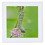 3dRose Monarch Butterfly Caterpillar auf Sumpf Knollige Seidenpflanze, Marion Co. Il, Quilt, Platz, 6 von 6 (QS 209652 _ 2)