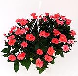 POWERS TO FLOWERS - IMPATIENS NEUE GUINEA ROT/ORANGE, BASKET VASE 25 CM DURCHMESSER, echte Pflanze