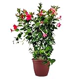 Tropictrees - Blüten - Mandevilla Rosa - 70cm - Dipladenia - Kletterpflanze - Sundaville - A+