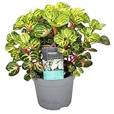 Plant in a Box - Iresine Herbstii - Blutblatt Gelb - Zimmerpflanze - Topf 13cm - Höhe 20-30cm