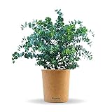 Bloomify® Eukalyptus Pflanze 'Eugen' | 30 bis 60 cm großer winterharter Eucalyptus | pflegeleichte, echte Eukalyptuspflanze für Balkon, Terasse oder Garten | herrlicher Duft