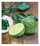 BALDUR Garten Kaffir-Limette 1 Pflanze, Citrus Hystrix Kaffernlimette, mehrjährig - frostfrei halten, trockenresistent, pflegeleicht, Wasserbedarf gering, blühend