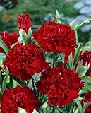 Dianthus gratianopolitanus 'Rubin' - Pflegeleichte Garten-Nelke, Winterhart & Blütenreich, 0,5L Topf, Rosa-Rote Blüten, Sonnenliebend