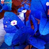 AL 100 Neue Echt Blooming Rare Blau Pflanzen Bougainvillea spectabilis Willd Bonsai Pflanzensamen