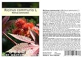 Seedeo® Ricinus (Ricinus communis) 15 Samen