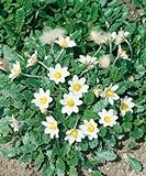 Robuste Gartenpflanze Dryas x suendermannii - Wintergrüne Bodendecker, Blühende Silberwurz, Pflegeleicht, Immergrün, P 0,5 Topf