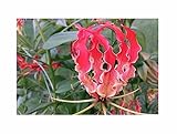 Stk - 5x Gloriosa superba Ruhmeskrone Garten Pflanzen - Samen A13 - Seeds & Plants Shop by Ipsa