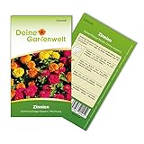 Zinnien Dahlienblütige Riesen, Mischung Samen - Zinnia elegans - Zinniensamen - Blumensamen - Saatgut für 70 Pflanzen