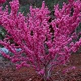 Judasbaum Cercis canadensis Pflanzen Setzlinge Schöne rosa Blüten, großer Sämling 50-70cm