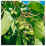 1 Kiwi Issai Actinidia arguta selbstfruchtend Kletterpflanze Beerenobst x