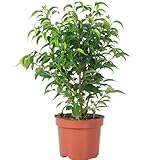 Birkenfeige 'Natasja' verzweigt - pflegeleichte Zimmerpflanze, Ficus benjamini - Höhe ca. 30 cm, Topf-Ø 12 cm