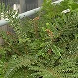 Japanischer Glanzschildfarn - Polystichum polyblepharum - Gartenpflanze