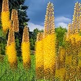 50 pcs steppenkerze winterhart samen, Eremurus, garten pflanzen, steingarten pflanzen,steppenkerze stauden wildblumenwiese saatgut mehrjährig, seed samen geschenk, blumengarten wildblumen,