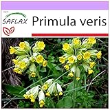 SAFLAX - Heilpflanzen - Schlüsselblume - 100 Samen - Primula veris