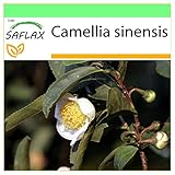SAFLAX - Echter Teestrauch - 6 Samen - Camelia sinensis