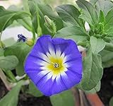Futaba® Drei-Farben-Calystegia sepium Perennial Herbs 100 Samen