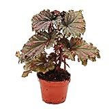 Engelsflügel-Begonie - Begonia Angel Wings - gefranste rote Blätter - Mini-Pflanze im 5,5cm Topf