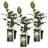 Camellia Sinensis | Teepflanze - Pro 3 Stück - Gartenpflanze - Mehrjährig - ⌀10,5-15-20 cm