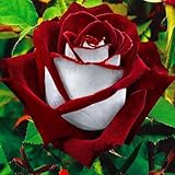20 Stück Seltene Rot/Weiß Osiria Rubin Rose Blume Samen Home Garten Pflanze Geschenk Gartensamen für das Pflanzen jetzt