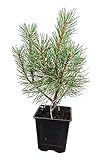 Seedeo® Bergkiefer (Pinus mugo) Pflanze ca. 20 cm - 30 cm