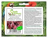 Stk - 10x Sarracenia psittacina Papageien Schlauchpflanze Kannenpflanzen - Samen B220 - Seeds & Plants Shop by Ipsa