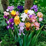 5 x Iris Germanica Schwertlilien Pflanzen Kollektion, Mix von 5 Sorten, Große Schwerlilien winterharte und mehrjährige Nacktwurzel Stauden aus Holland (kein Samen)