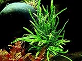 AquaOne Aquarium Pflanze Microsorum pteropus 'Trident' I Wasserpflanze Aquariumpflanze Wurzelstock/Rhizom voll durchwurzelt einfach pflegeleicht Aquascaping Dekoration